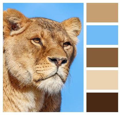 Big Cat Lion Portrait Mammal Animal Wildlife Wild Animal Nature Image